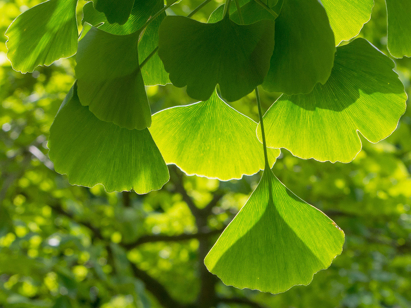 ginkgo biloba your brain
