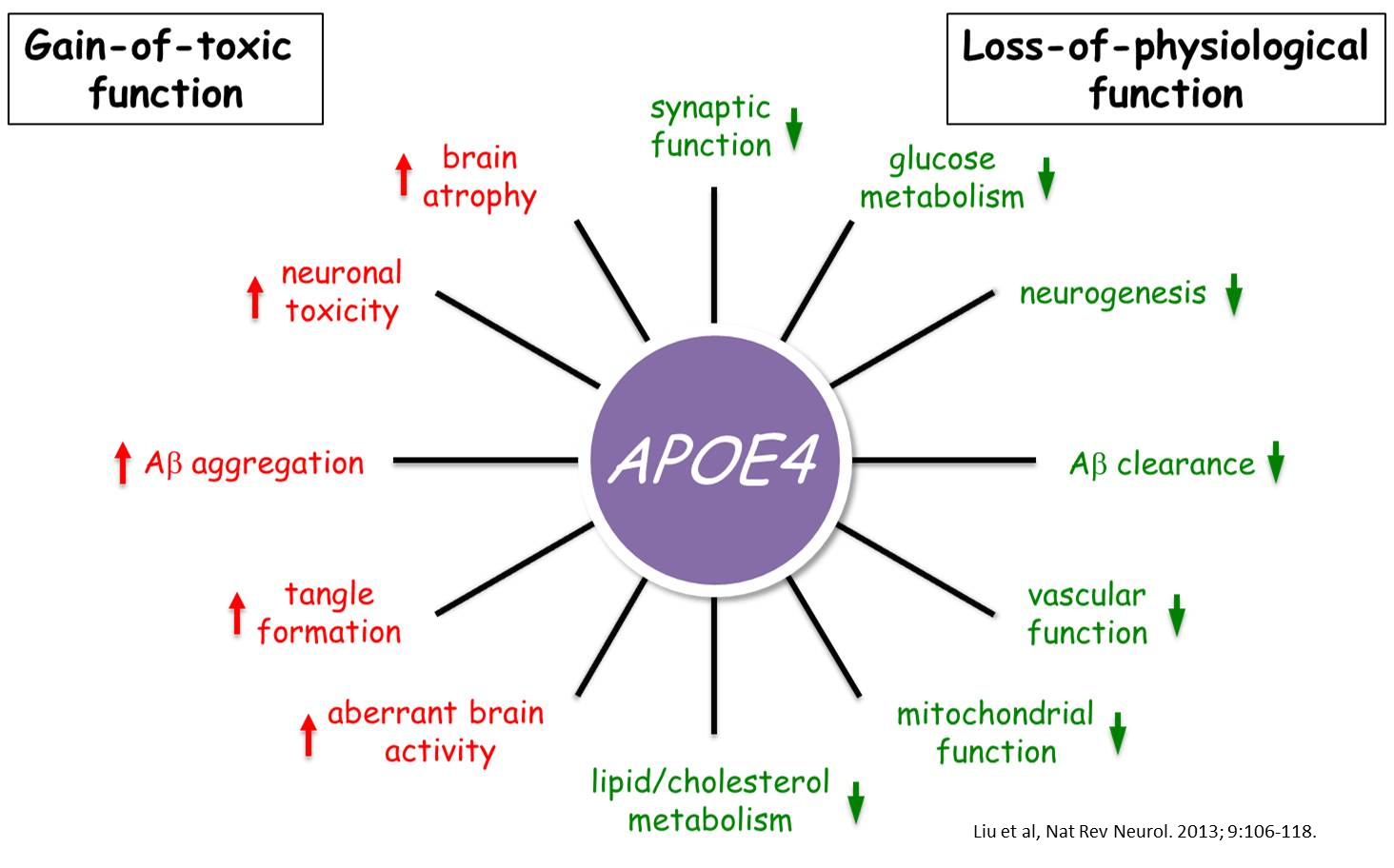 Apoe3 4 Diets