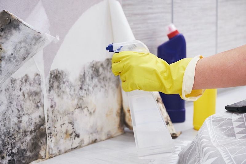 Can mold harm your brain?